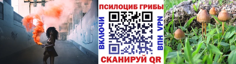 магазин    Аша  Псилоцибиновые грибы Cubensis 